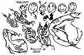 Baby-Heads &The Bugs of the Gods