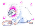 Heart Rat