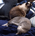 Couch Kitties Extra:  Norma and Sylvia Nap...