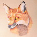 Fox Practice by Forsakenchances