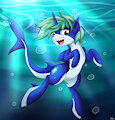 Nova Shark