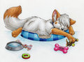 It's a Dog's Life