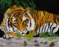 Cilling Tiger by BeBoo