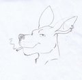 Nameless kangaroo