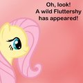 My Little Ponymon