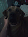 My dog - Tanner by BAWfriend