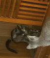Kittens!!! by SebastianTheRoo