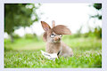 Rabbit in Habitat - or "Rabbitat"