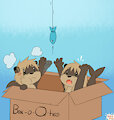 Otts in a Box