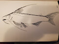 2020 fish by Neosate