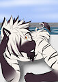 Noah The Zebra