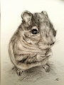Gerbil