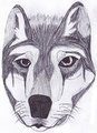 Random wolf head drawing.