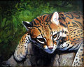 Ocelot (owned by Spottacus, art by Nambroth)