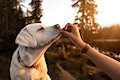 How Dogs Express Their Love To The Owners?