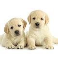 Benefits That Your ESA Dog Supplies