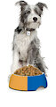 Ingredients For A Homemade Dog Food