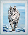 JR-Wolf walking through the snow