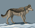 JR-Wolf Sketch from Red-Dog