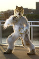 Clockwork Toofs the Saber, AC 2012 (photo by Tahoe_Sushi)