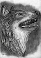-WOFL-