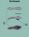 Omo life cycle - The Omopole by Omo