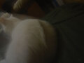 Buddy's Back Fur