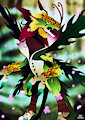 Tropiamon