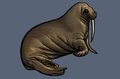 Walrus
