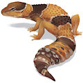 african fat tailed gecko