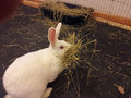 Gozer the Gozarian (Destroyer of Litterboxes) by Kyootfox