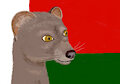 Fossa Portrait