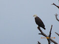 Bald Eagle 2