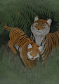 A Streak of Tigers
