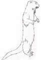 Otter