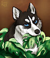 Monstera dog