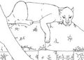 Bored Panther