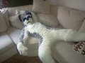being lazy by blackwolf69692004
