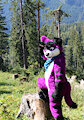 Look out for Fursuit Friday