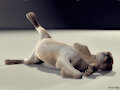 Lioness's stomach ache by FacehuggedHyena