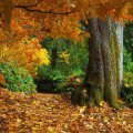 Autumn Pilgrimage by Foxflash