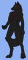 Black Wolf Concept for Wolfy1001