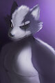 Star Wolf by Nozabii