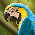Parrot