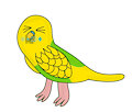 Swearing Budgie