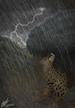 Sheltering Serval