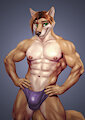 Handsome fox