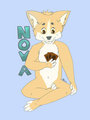 Nova corgi version flat coloring style