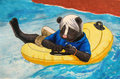 Ashley, In An Innertube, Happy