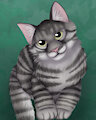 Kitten Portrait